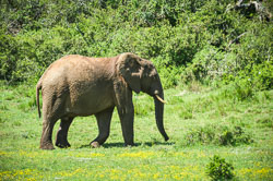 2014 Addo Elephant Park (Zuid-Afrika)