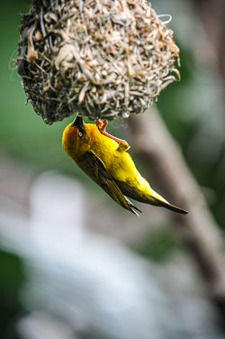 2014 Birds of Eden (Zuid-Afrika)