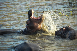 2014 iSimangaliso Wetland Park (zuid-Afrika)