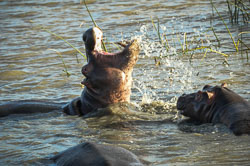 2014 iSimangaliso Wetland Park (zuid-Afrika)