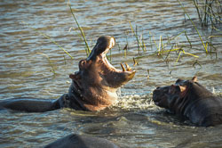 2014 iSimangaliso Wetland Park (zuid-Afrika)
