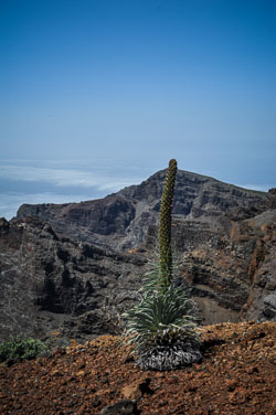 2014 La Palma