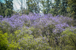 2014 Mlilwane Wildlife Sanctuary  (Swaziland)