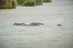 2014 Olifants River Safari (Zuid-Afrika)