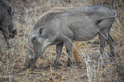 2014 Shiduli (Zuid-Afrika)