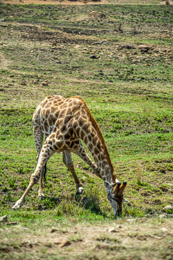 2014 Spioenkop Nature Reserve (Zuid-Afrika)