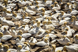 2016 Bird Island (Zuid-Afrika)