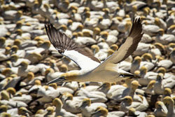 2016 Bird Island (Zuid-Afrika)