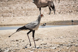 2016 Etosha (Namibië)