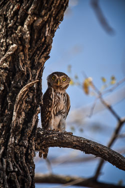 2016 Etosha (Namibië)