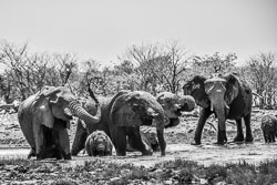 2016 Etosha Halali Camp (Namibië)