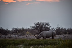 2016 Etosha Namutoni Camp (Namibië)