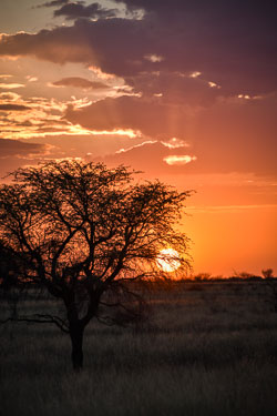 2016 Kalahari (Namibië) 