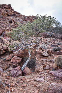 2016 Tiras Mountains (Namibië) 