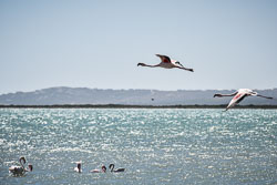 2016 Weskus National Park (Zuid-Afrika)