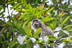 2015 Khao Sok (Thailand)