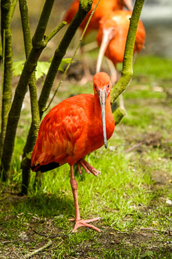 2006 Noorder Dierenpark (Emmen NL)