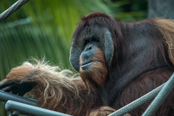 2007 San Diego Zoo (Amerika)