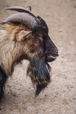 2009 Zoo de Jurques (Dialan su Chaine Fr) 