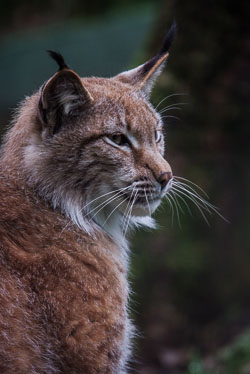 2009 Zoo de Jurques (Dialan su Chaine Fr) 