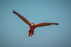 2010 Avifauna (Alphen a/d Rijn NL)