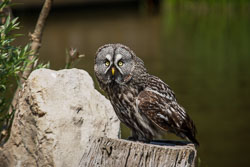 2010 Avifauna (Alphen a/d Rijn NL)