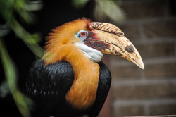 2011 Avifauna (Alphen a/d Rijn NL)