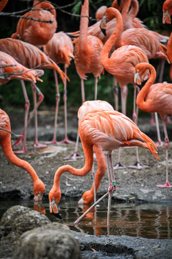 2011 Avifauna (Alphen a/d Rijn NL)