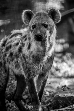 2011 Zoo Planckendael (Mechelen BE)