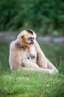 2011 Zoo Planckendael (Mechelen BE)