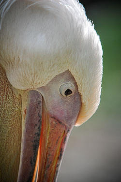 2012 Burgers Zoo (Arnhem NL)