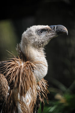 2012 Burgers Zoo (Arnhem NL)