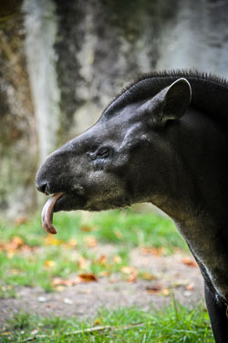 2012 Burgers Zoo (Arnhem NL)