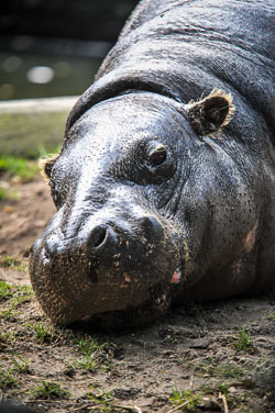 2012 Burgers Zoo (Arnhem NL)