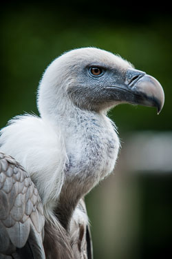 2012 Dierenpark Amersfoort (NL)