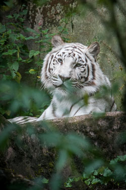 2012 Dierenpark Amersfoort (NL)