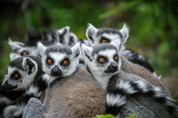 2014 Avifauna (Alphen aan den Rijn NL)