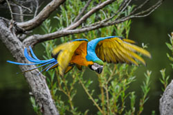 2014 Avifauna (Alphen aan den Rijn NL)