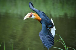 2014 Avifauna (Alphen aan den Rijn NL)