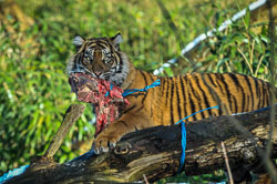 2016 Burgers Zoo (Arnhem NL)