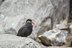 2017 Zoo Planckendael (Mechelen BE)