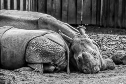 2017 Zoo Planckendael (Mechelen BE)