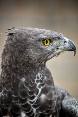 2017 Roofvogeltreffen (Zutendaal BE)