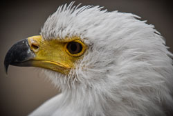 2017 Roofvogeltreffen (Zutendaal BE)