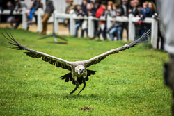 2017 Roofvogeltreffen (Zutendaal BE)