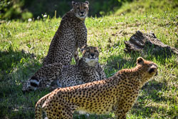 2018 Zooparc Overloon (NL)