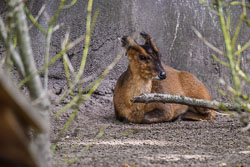 2022 Ouwehands Dierenpark