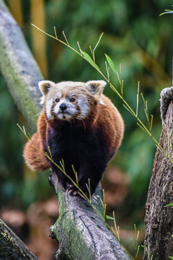 2024 Zooparc Overloon