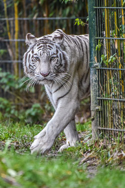 2024 Zooparc Overloon