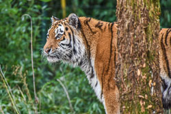 2024 Zooparc Overloon